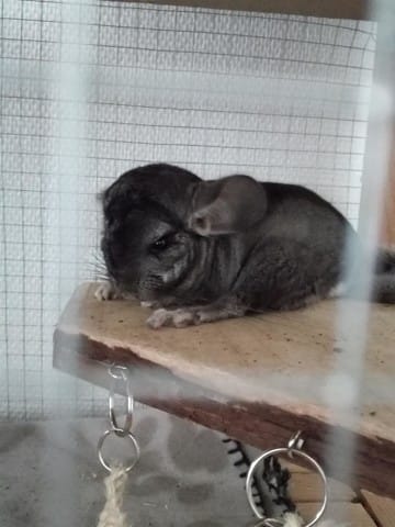 Alimentation dur pour chinchilla