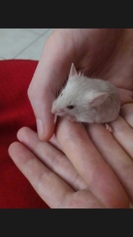 Ma souris est-elle sevré ?