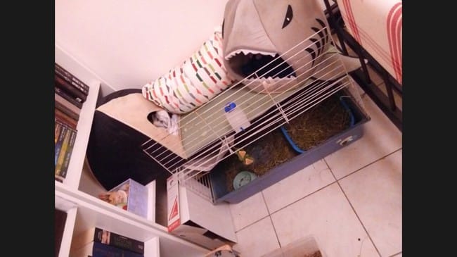 Cage et lot accessoire pour rongeur