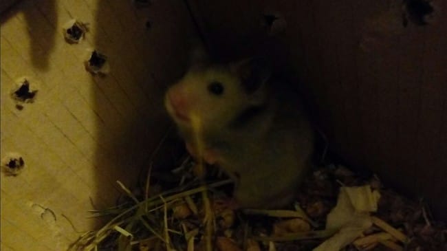 Adoption hamster syrien