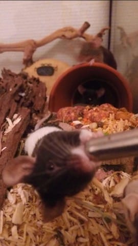 Souris AVC
