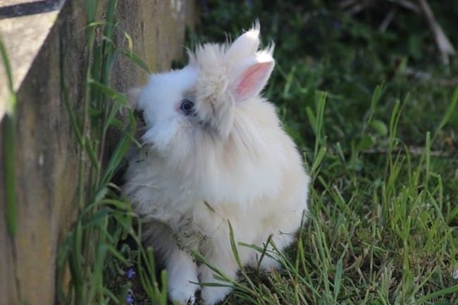 Adoption lapin
