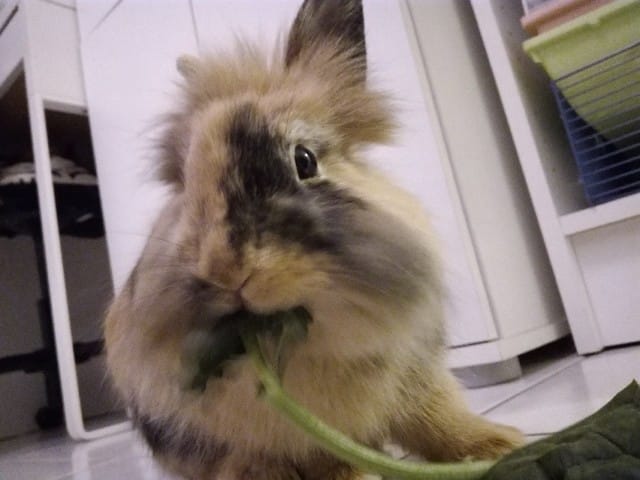 Lapin gratte et mord
