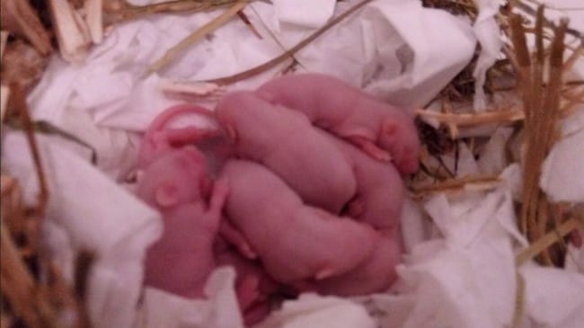 Besoin d'aide pour placer souris et hamster