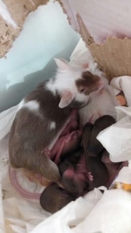 Enfin la grande présentation, et les bébés