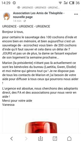 Adoptant ou FA pour 200 cochon d'inde
