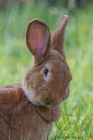 La page de mes loulous