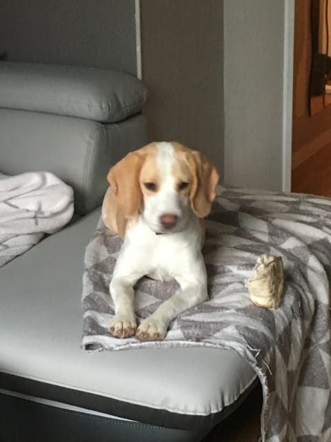 Donne Beagle 10 mois