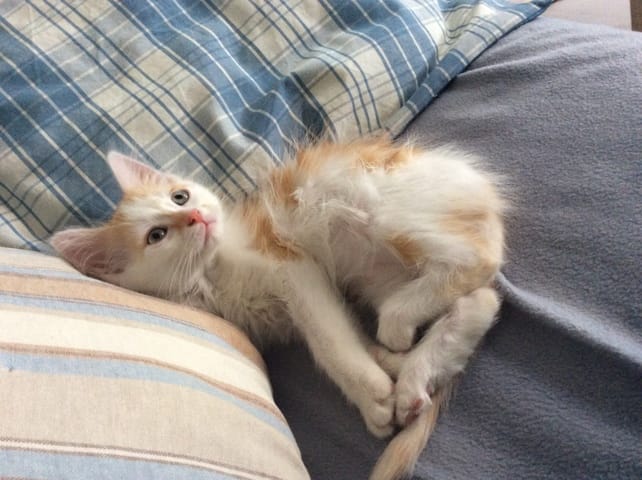 Mon chaton aura-t-il les poils mi-longs ?