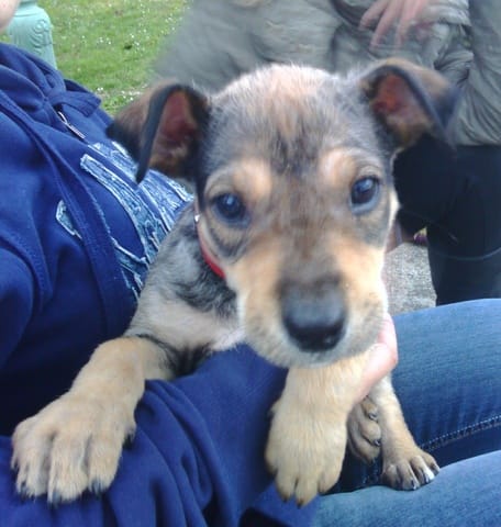 Je sais pas la race de mon chien ! 