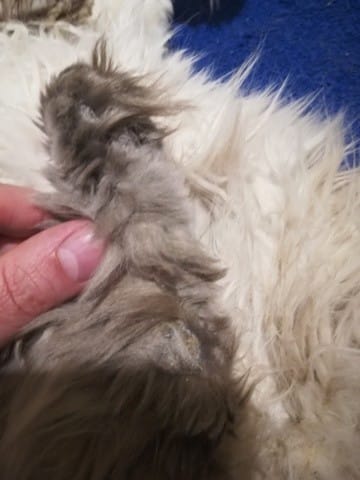 problème pattes arrière