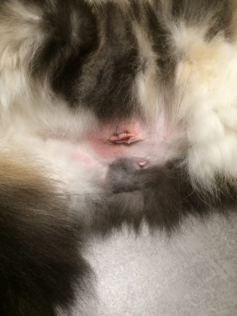 Cicatrice stérilisation