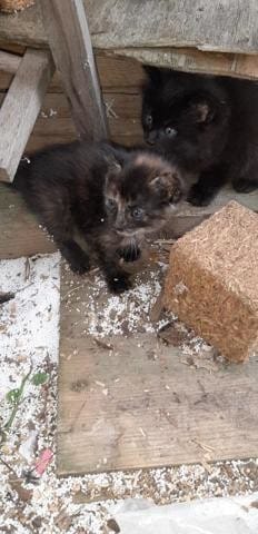 Futur poil court ou mi long ?