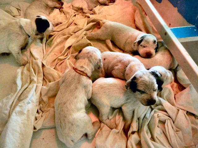 Portee de 11 chiots