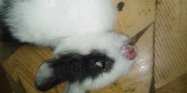 Mort subite de mon lapereaux max