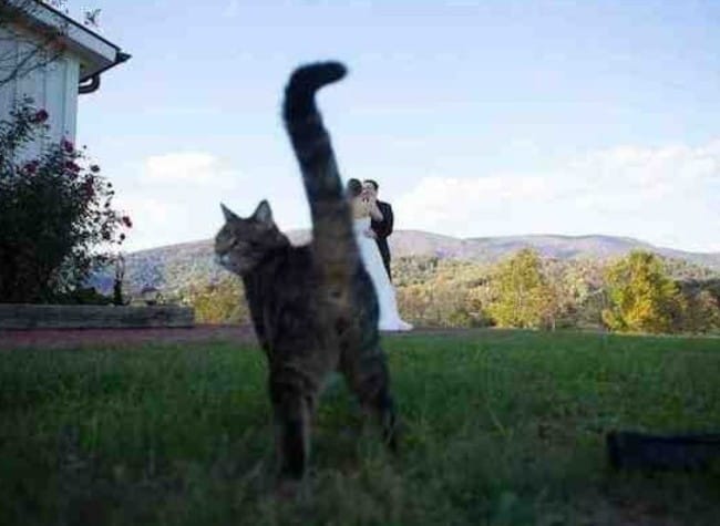 Des photobombers à partager ? C'est ici !