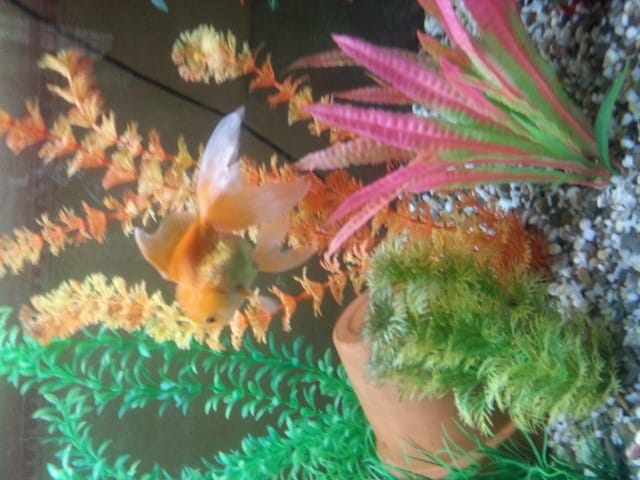 Mon poisson voile de chine reste aux font de l'aquarium