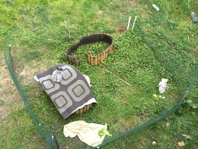 j'ai trouvé un lapin, Bunny 