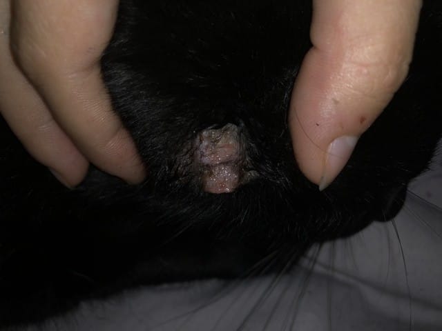 Blessure sur son oreille?