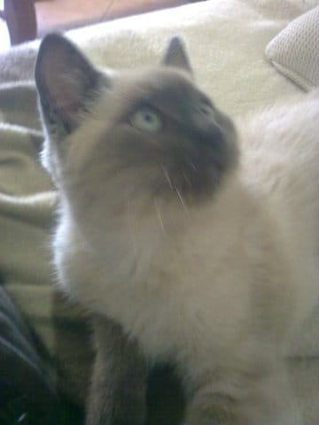 L'atrocité humaine!