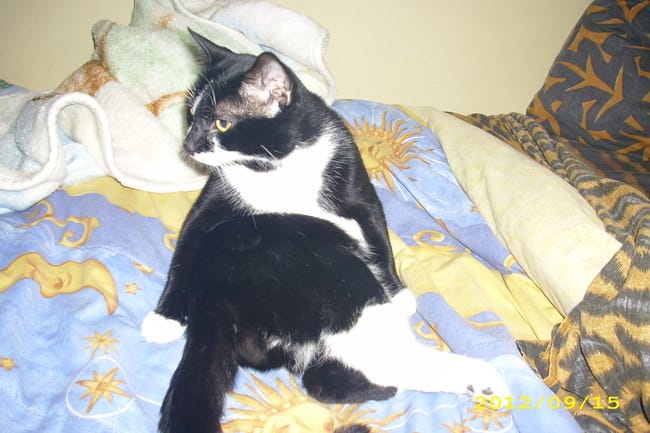 Actuce de jeu pour un bébé chat (1 a 2 ans préférable svp)