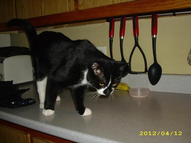 Commentse remettre du décès de son chat bien aimer ? :(