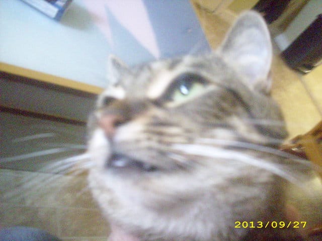 Je veux que mon chat vie sa vie pleinement