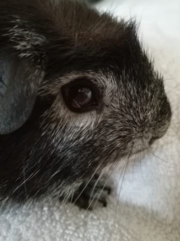 Cochon d'inde "boule" sur l'oeil