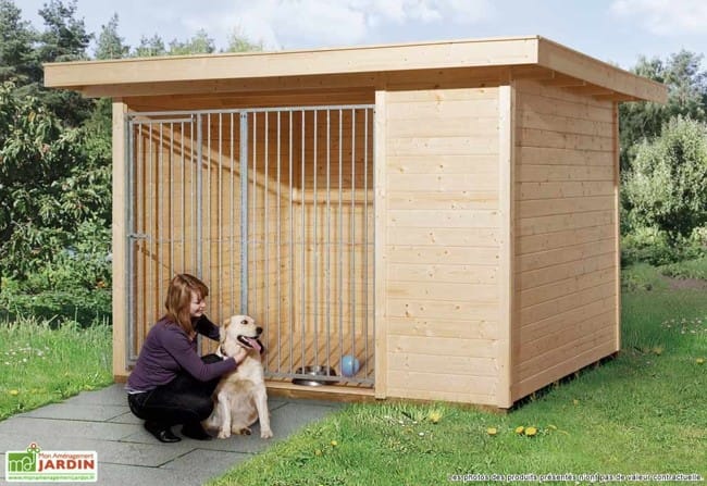 Chiens à l'extérieur