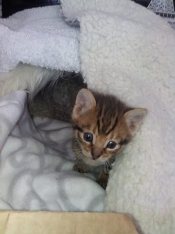 Chaton aux yeux différents