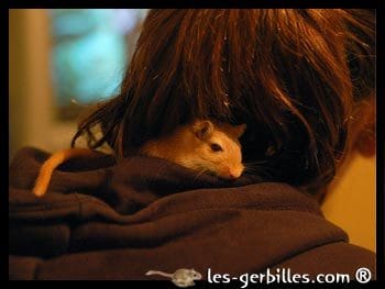 Adaption de la gerbille