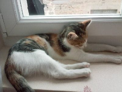J'ai vu une chatte abandonnée, il faut l'aider !