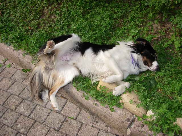 Mon chien n'écoute rien ! Vous avez pas quelques conseils ?