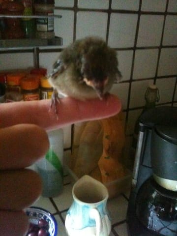 SOS ! J'ai récupéré un petit oiseau abandonné ! :'(