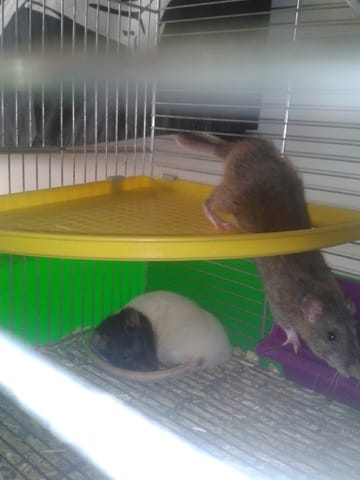 Urgent!!! Scampy et Gaya cherchent une nouvelle maison