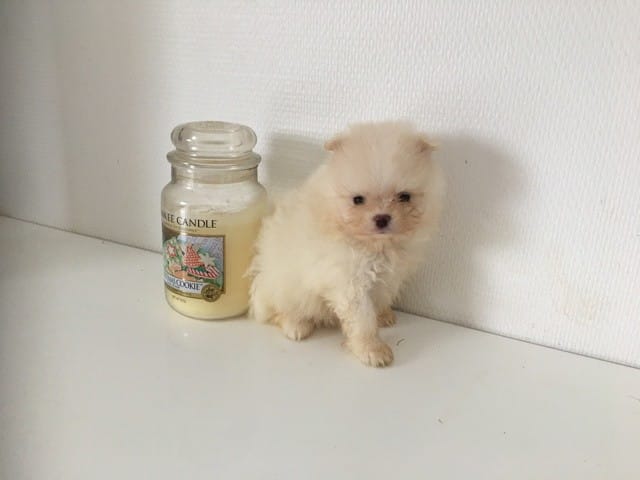 Spitz Nain Pomeranien