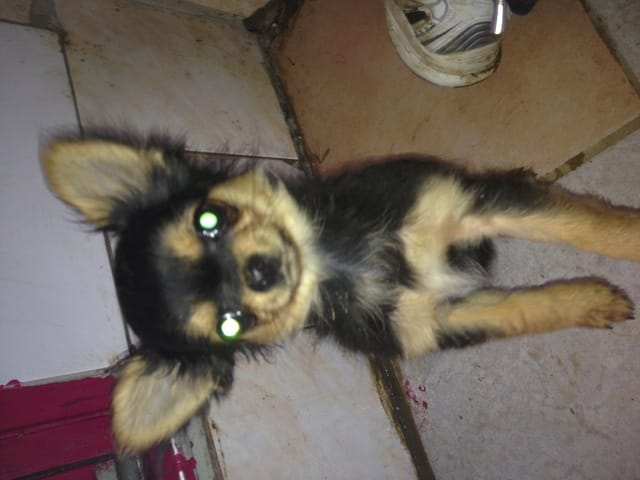 Le post de tous les chihuahua :) de chiot a adulte 