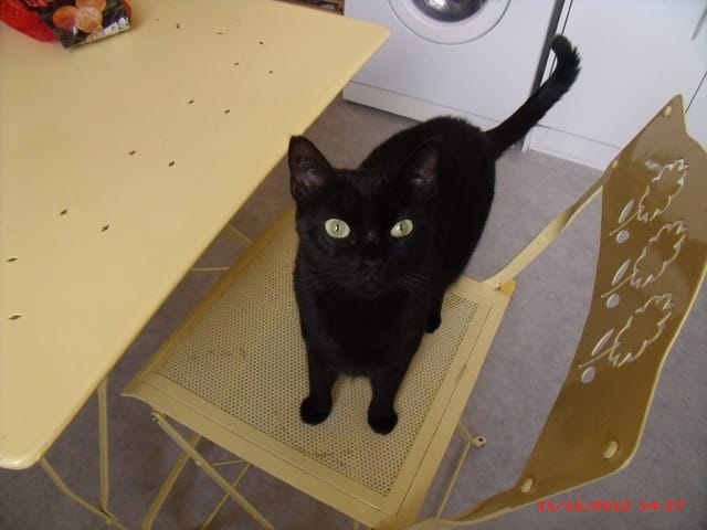 Comportement agressive d'une de mes chattes