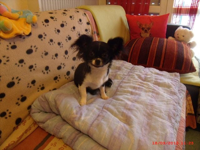 chihuahuas femelle jalouse est possessive.