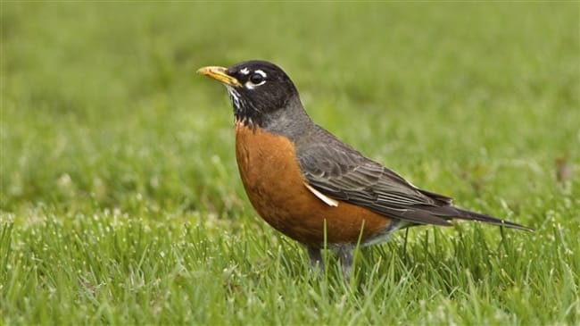 Merle d'amérique trouvé!