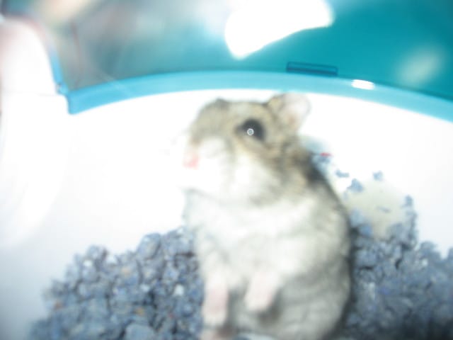 Concours hamster