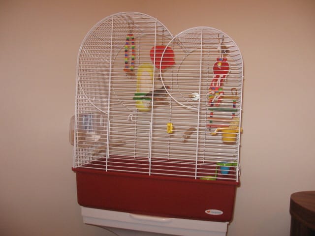 Comment reproduire des mandarin?