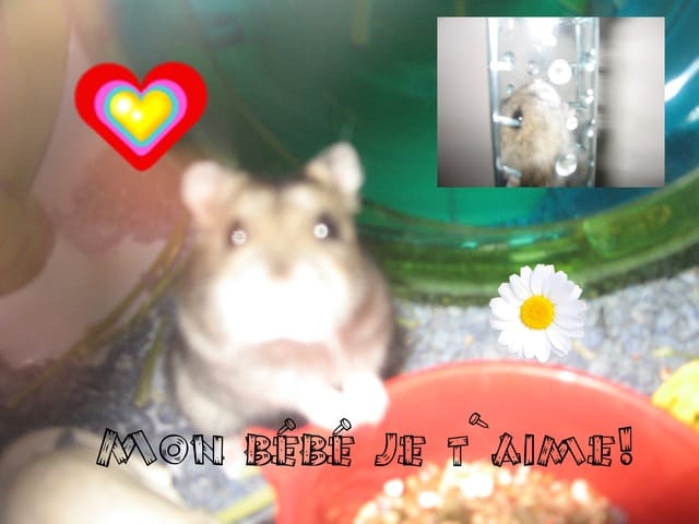 Propriétaire de hamster venez!