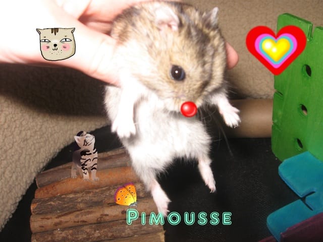 Vous voulez des avatars cliquer ici!