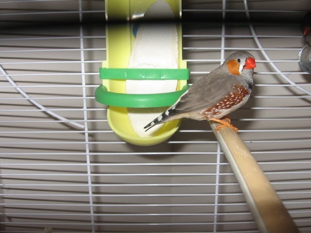 Le suivi du nid de Léo et Léa