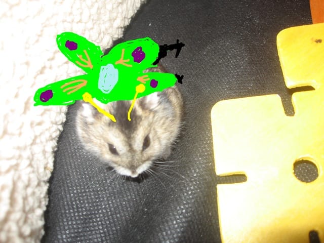 Déguisement de vos animaux!(Montage)