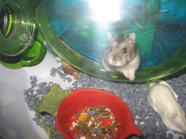 Pimousse le hamster russe!