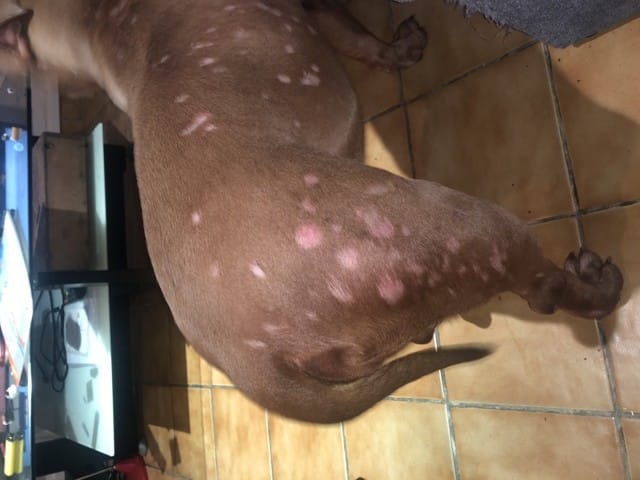 American bully problème de peau 😢😢😢😢