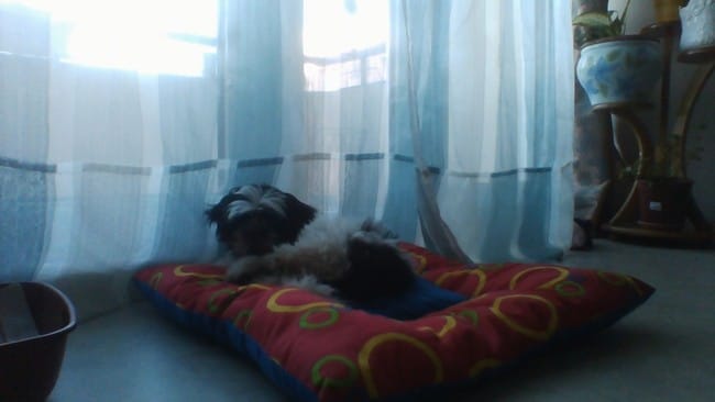 que puis je donner a manger a mon shis tzu