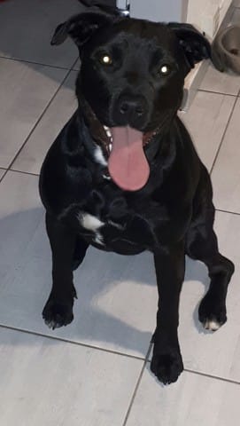 Pensez vous que ma staff ressemble a un staff